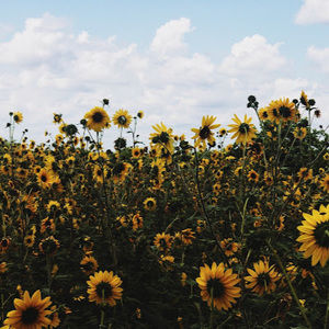 Meet your Posher, Collette